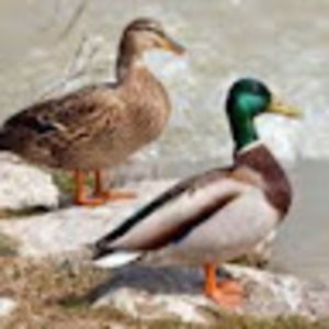 Meet your Posher, Wyatt